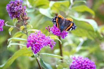 Single Red Admiral butterfly feeding on a buddleja flower close up