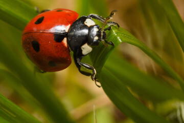 Ladybug
