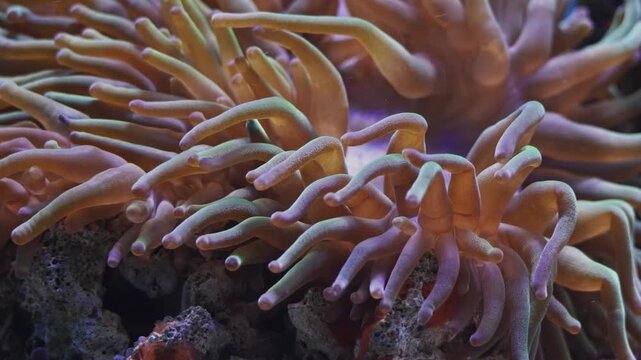 bubble tip anemone tentacles move and hunt for food on live rock stone, strong water flow, reef marine aquarium, big oral disc predator animal expensive hobby for experienced aquarist, macro closeup