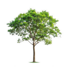 Fototapeta premium Tree on white or transparent background cutout.