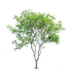 Tree on white or transparent background cutout.