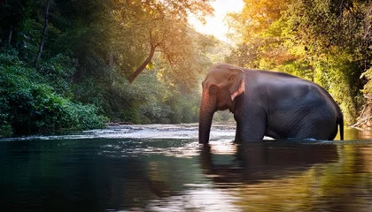 Poster de jardin  Animal trunk wild water asia nature wildlife asian elephant river mammal  © Jean