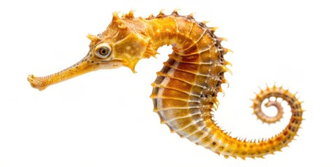 Obraz premium Sea horse isolated on background cutout, sea creature, marine animal, underwater, ocean life,background, cutout, isolated