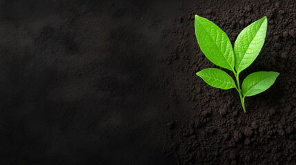 Green plant seedling growing in dark soil with black background and copy space