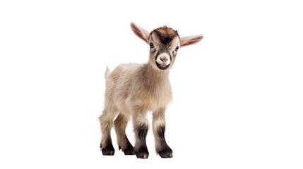 Fototapeta premium One newborn baby goat on a white background. Telephoto lens photography Realistic daylight