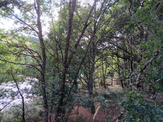 Fototapeta premium Ramaje en un bosque de Guitiriz, Galicia