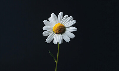 Single Daisy on Black Background.