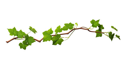 One vine on a white background. Telephoto lens photography Realistic daylight