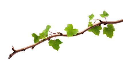 One vine on a white background. Telephoto lens photography Realistic daylight