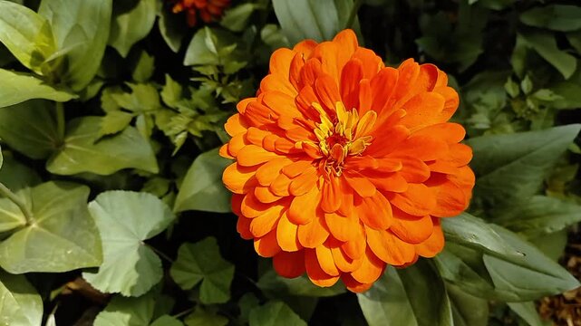 Zinnia Elegans or Old Maid pink flower