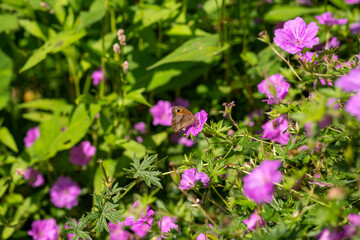 Butterfly sitting on a Purple Flower