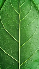 Obraz premium Closeup of a green leaf with visible veins and texture.