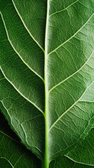 Fototapeta premium Close-up macro shot of a vibrant green leaf with intricate veins.