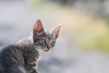 Cute little gray cat with green eyes on blurred background. Selective focus.