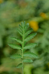 Common tansy leaf