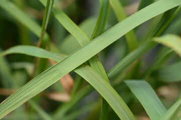 Flying bentgrass Moorhexe leaves