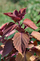 Painted nettle leaves