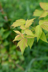 European red Raspberry leaves