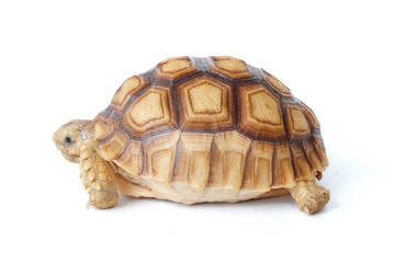 Africa turtle close up on white background.