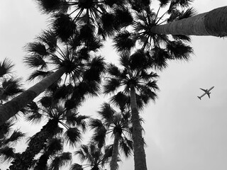 Palmera