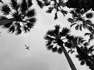 Palmera