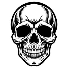 human skull vector illustration