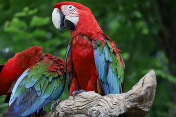 Close up head the red macaw parrot bird in garden
