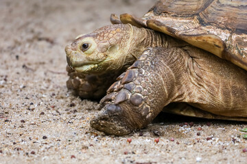 Close up head Sulcata tortoise in the garden at thailand