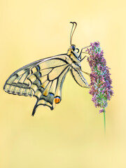 Schwalbenschwanz (Papilio machaon)