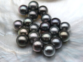 Expensive and luxurious Tahiti black pearls in a white shell on black background, ready to be made into earrings, pendants or necklaces and sold in jewelry store.
