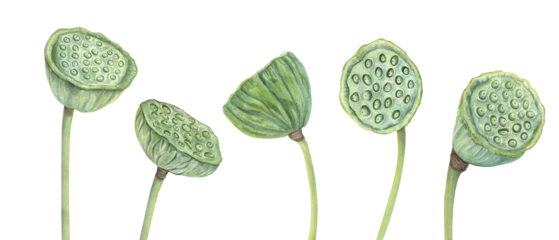 Fototapete Rund Lotusblume Lotus seed head with bending stems. . Water Lily pods clipart. Tropical aquatic plants. Dried oriental exotic flower. Sacred Lotus. Watercolor botanical illustration. For food decor, ayurveda product  © Masha_tolk_art