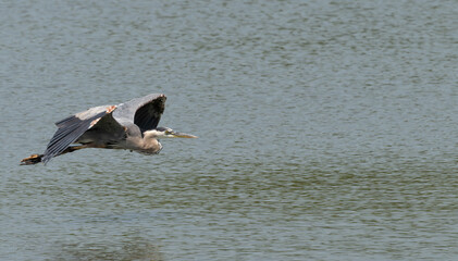 Great blue heron flies low over a lake.