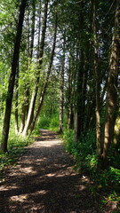 Gravel Pathway Through the Woods at Schlitz Audubon