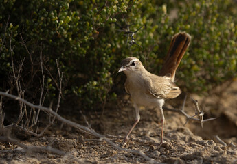 Rufous-tailed Scrub Robin on ground at Hamala, Bahrain
