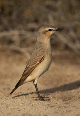 Isabelline Wheatear perched on ground, Bahrain