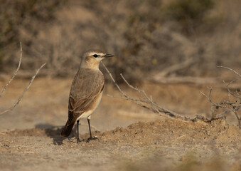 Portrait of a Isabelline Wheatear perched on ground, Bahrain