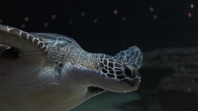Cute sea turtle swimming around up to surface in isolated crystal clear water aquarium tank at beautiful light. Marine aquatic underwater life, wildlife nature. Closeup of tortoise flying in aquarium