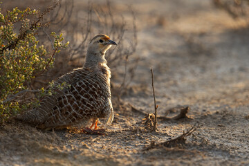 Grey francolin and a chick hiding in feather