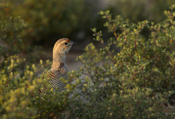 Closeup of a Grey francolin in the bushes of Jasra, Bahrain