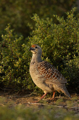 Closeup of a Grey francolin in green at Hamala, Bahrain