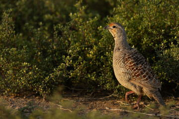 Portrait of a Grey francolin in green at Hamala, Bahrain