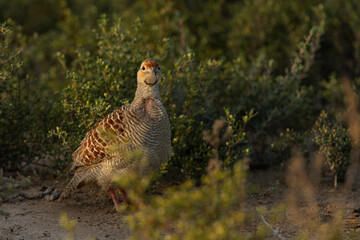 Grey francolin in the morning hours at Hamala, Bahrain