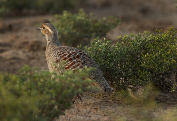 Grey francolin in green at Hamala, Bahrain