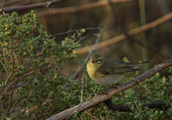 Common Chiffchaff perched on green at Buri farm, Bahrain