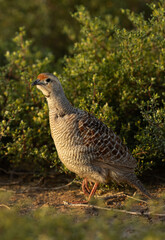 Portrait of a Grey francolin at Hamala, Bahrain