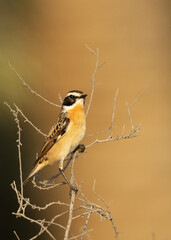 Fototapeta premium Whinchat on yellow and green at Hamala, Bahrain
