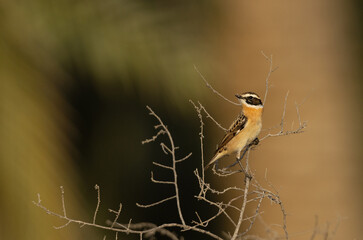 Whinchat perched on bush at Hamala, Bahrain