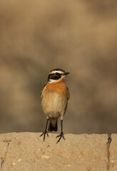 Whinchat perched on concrete wall at Hamala, Bahrain