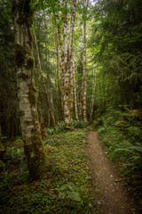 Fototapeta premium Birch Trees Line Pathway Through Forest