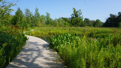 Tranquil Pond with Lily Pads at Schlitz Audubon